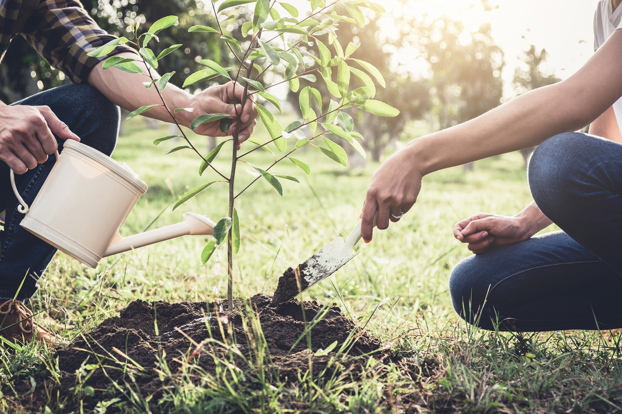 A Beginners Guide: How To Plant a Tree